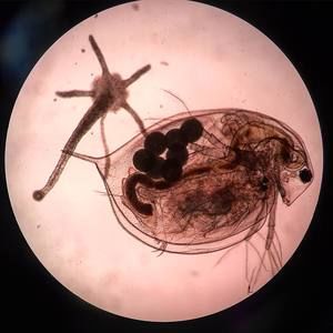 Meet your Posher, Molly